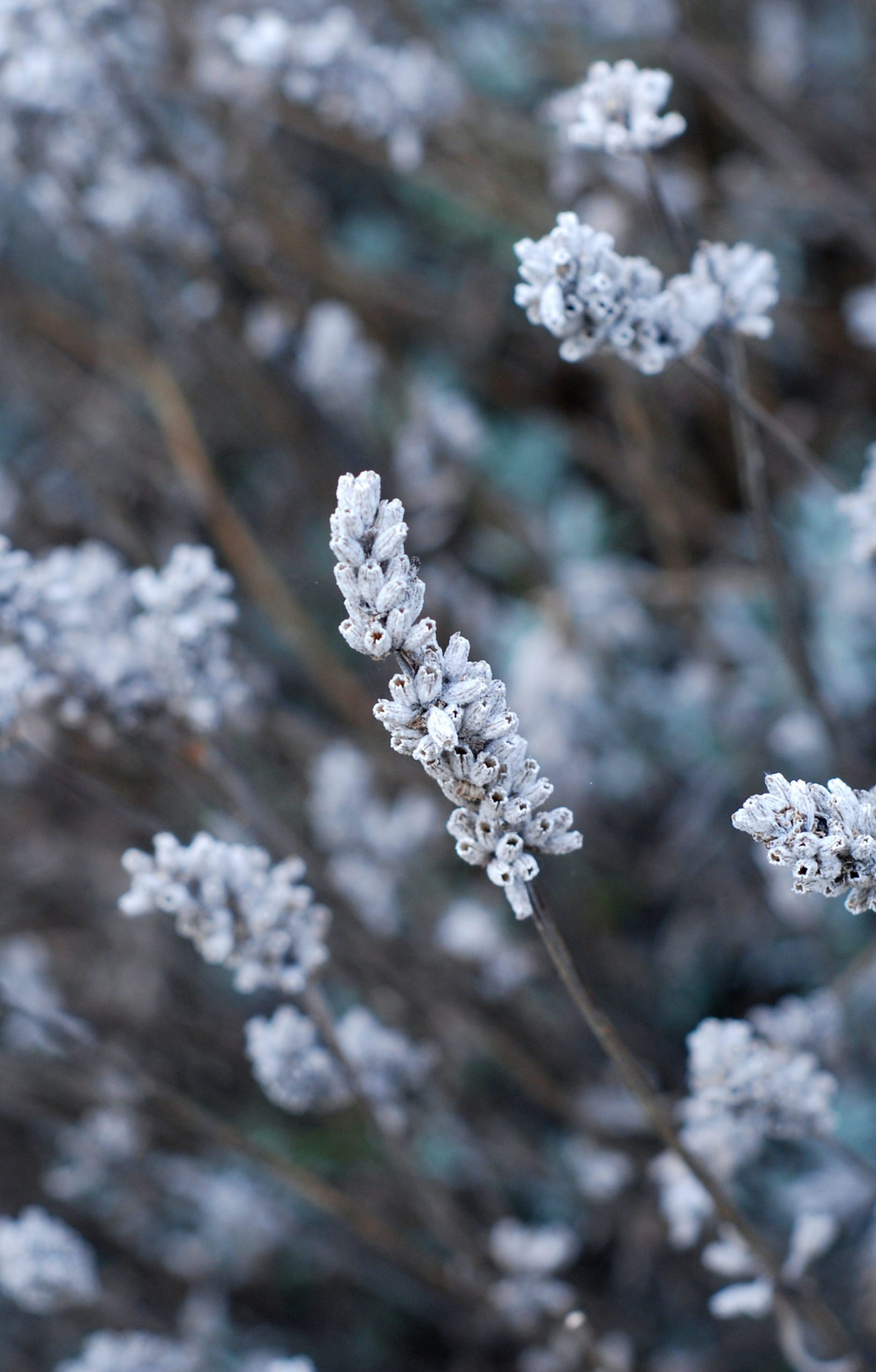 fleurs